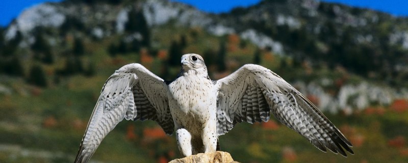 Норвежский Кречет