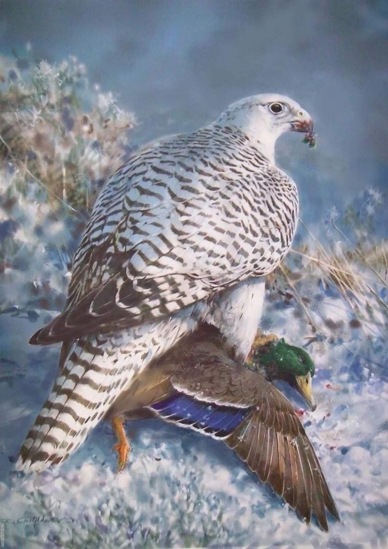 Кречет Сибирский