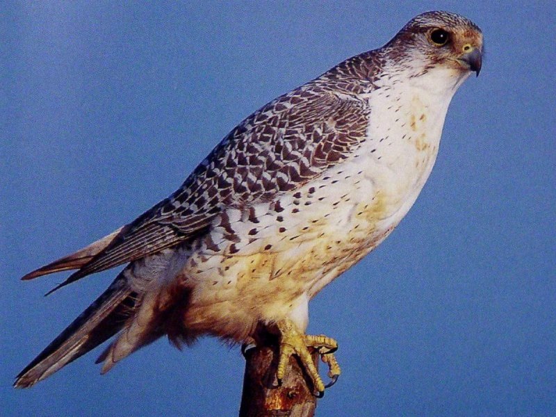 Кречет - Falco rusticolus Linnaeus