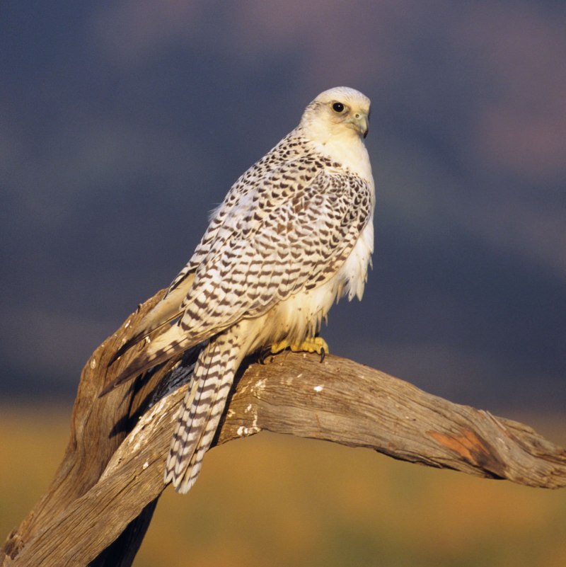 Кречет Falco rusticolus