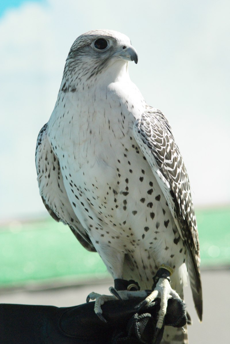 Кречет Falco rusticolus