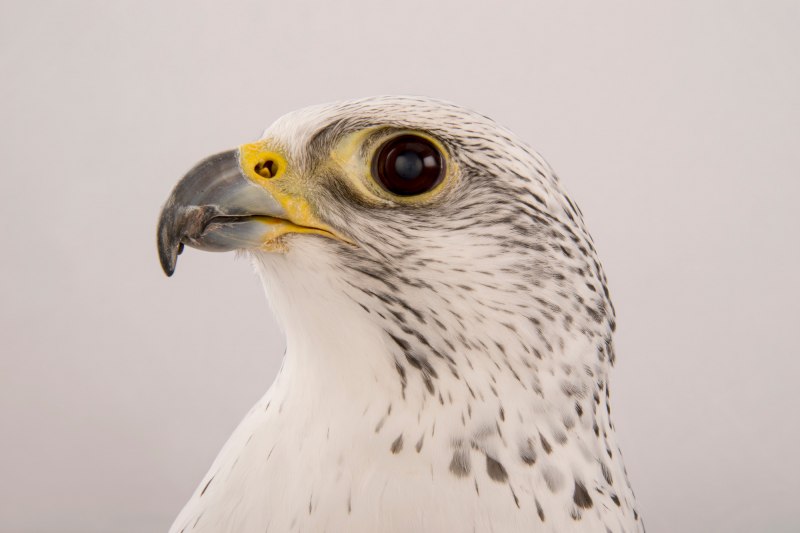 Falco rusticolus Dark Morph