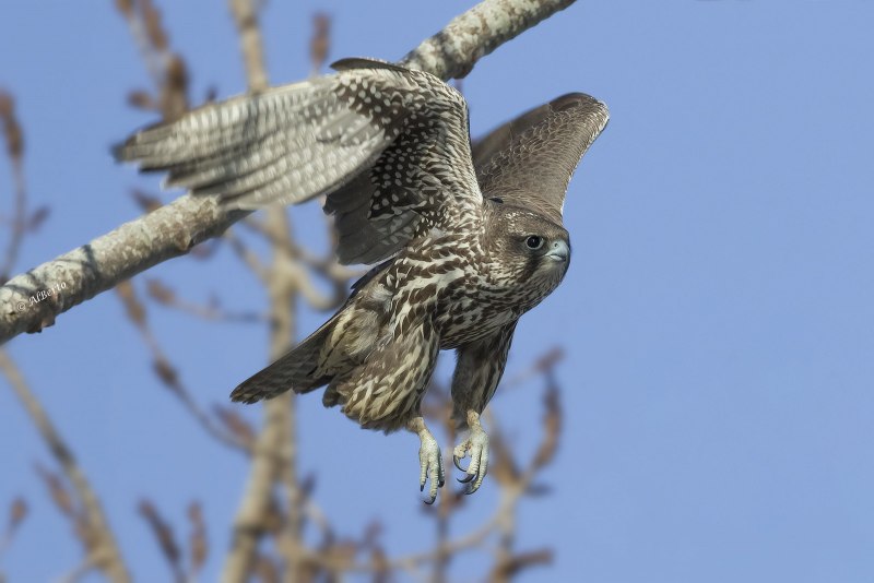 Falco rusticolus