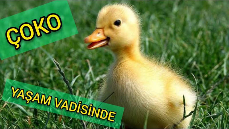 Желтый утенок