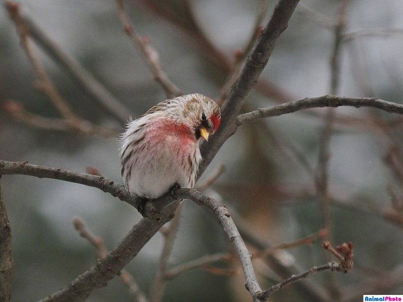 Чечётка (обыкновенная чечётка) (Acanthis flammea (Carduelis flammea))