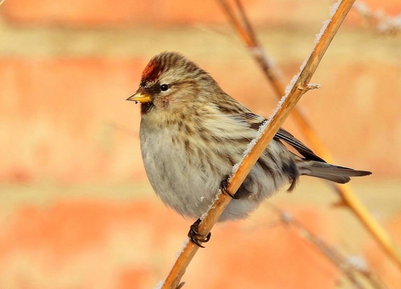 Чечётка (обыкновенная чечётка) (Acanthis flammea (Carduelis flammea))