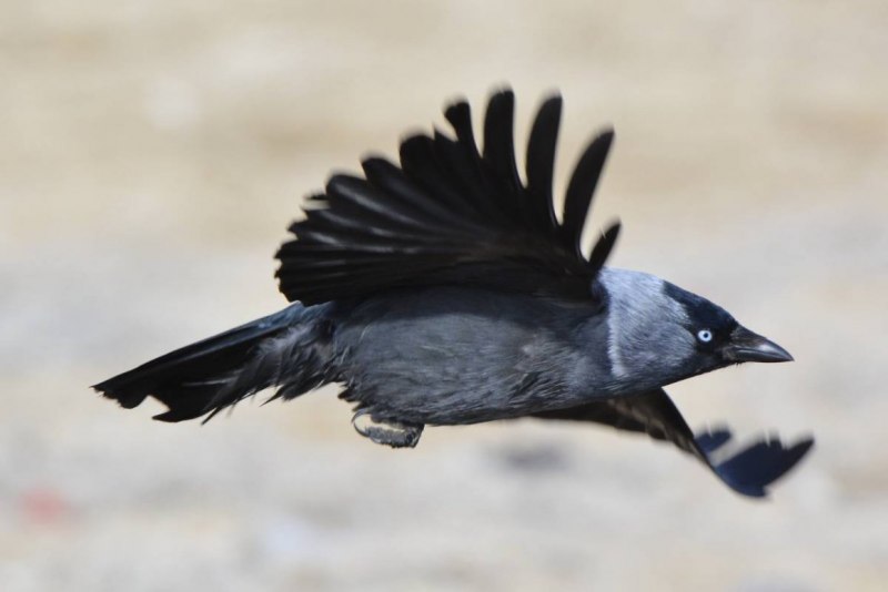 Галка (Corvus monedula)