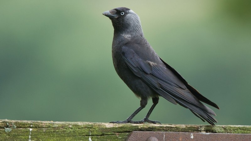 Corvus monedula