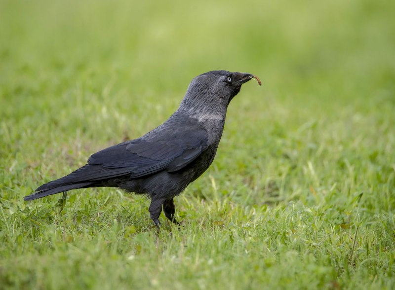 Галка обыкновенная ‒ Corvus monedula