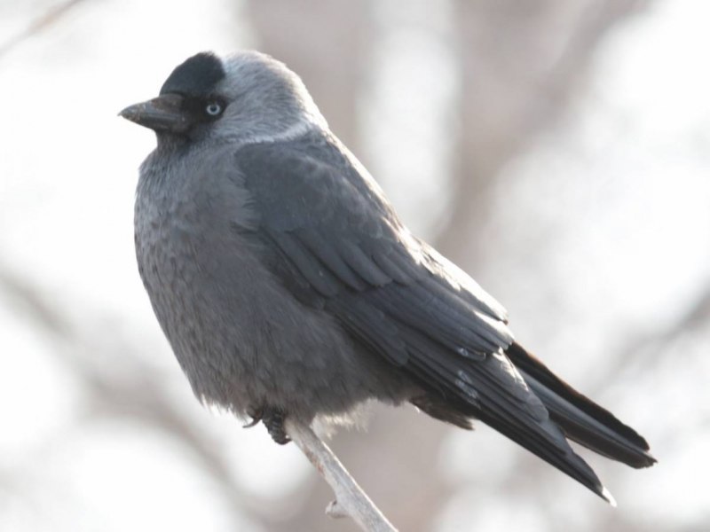Галка (Corvus monedula)
