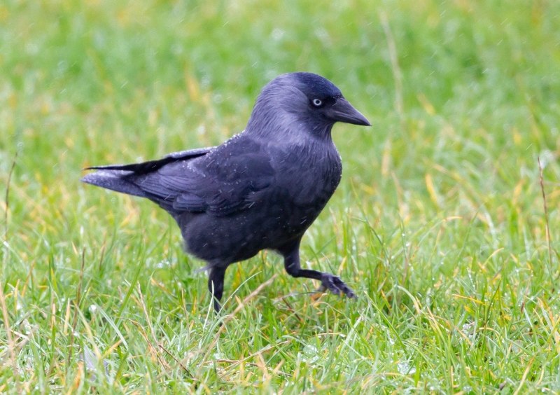 Corvus monedula