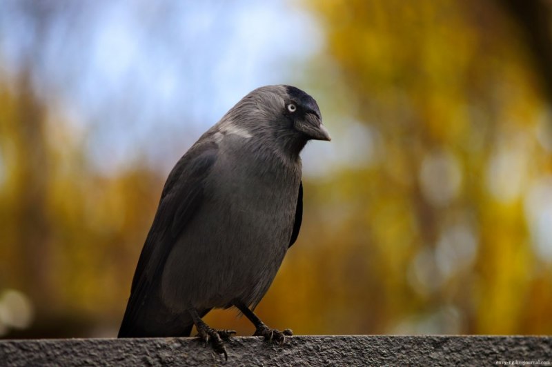 Corvus monedula