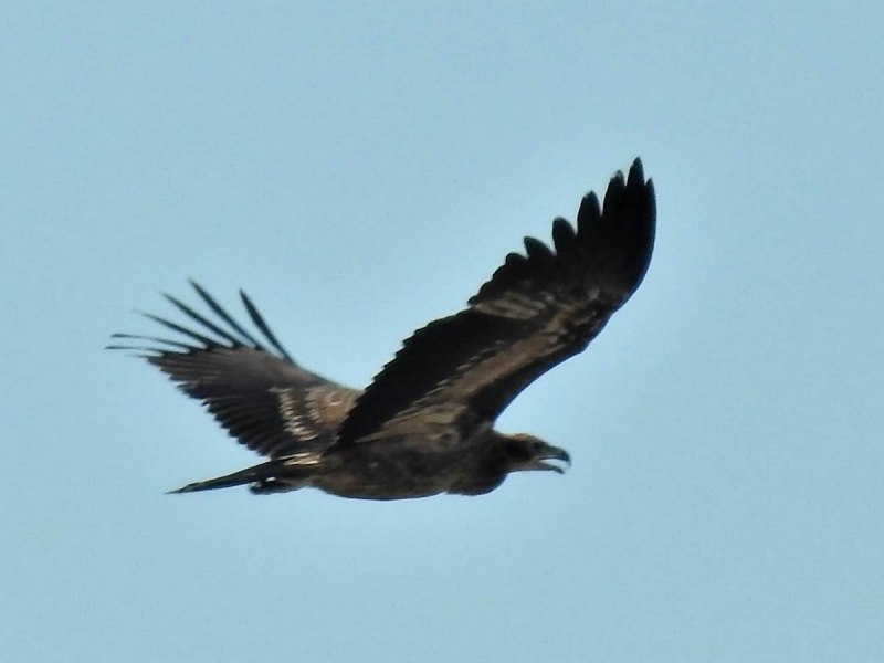 Haliaeetus leucoryphus