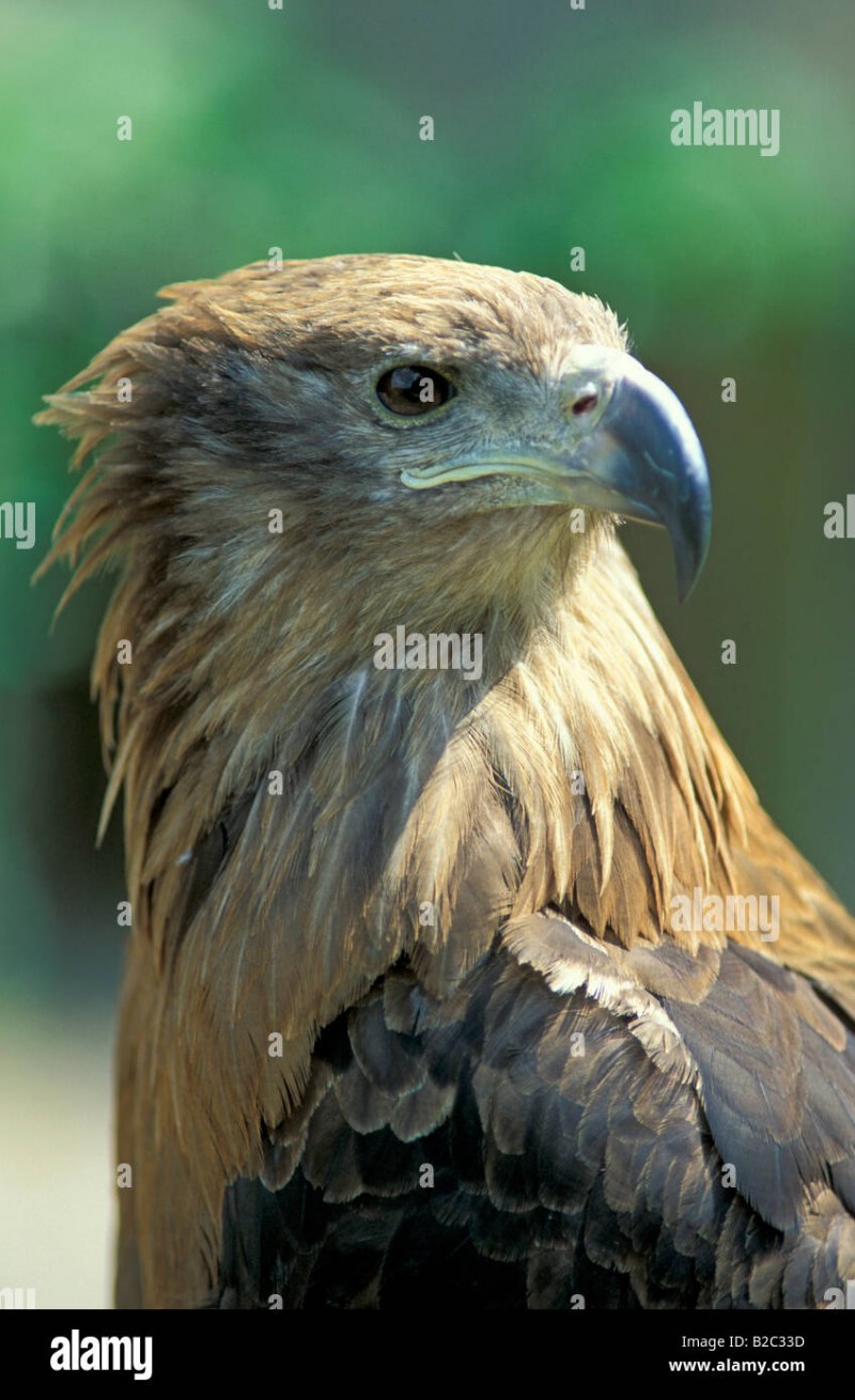 Chambal птица