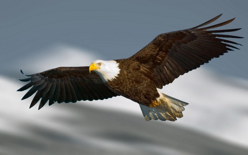 Pallas's Fish Eagle