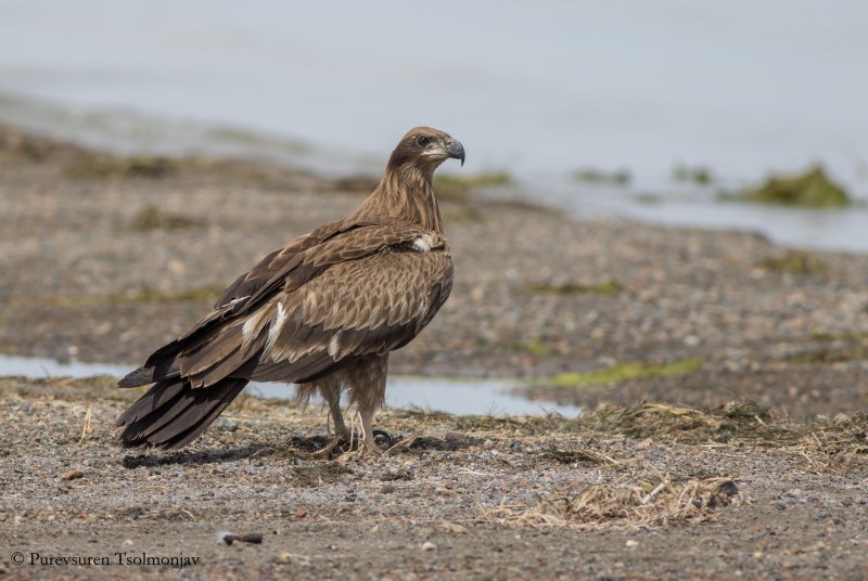 Род орланы Haliaeetus