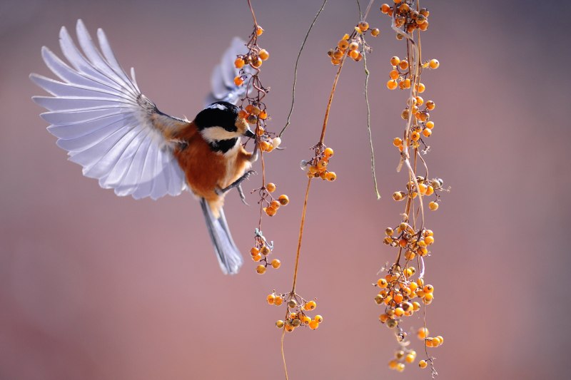 Красивая летящая птица (83 фото)