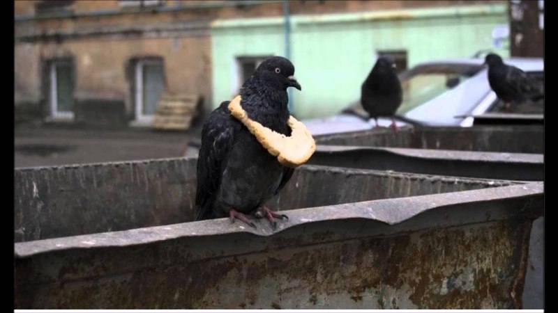 Опасный голубь