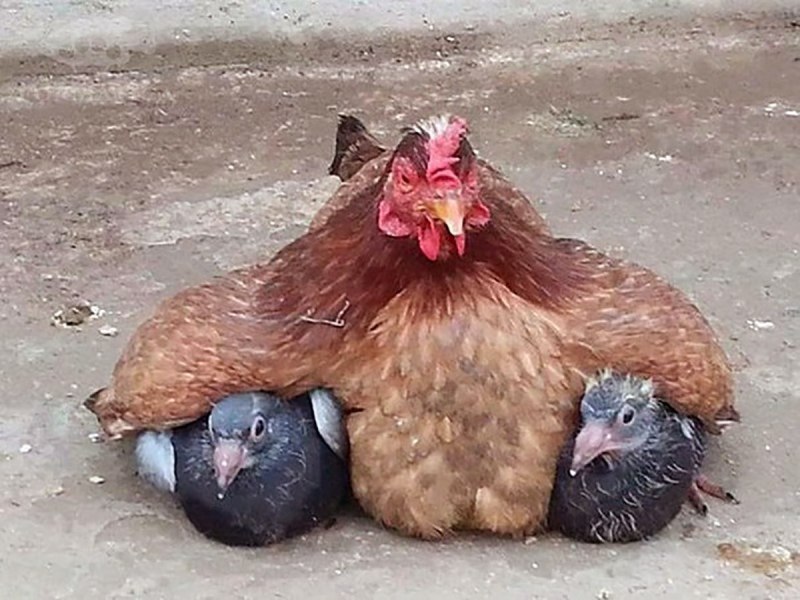 Обнимает курицу