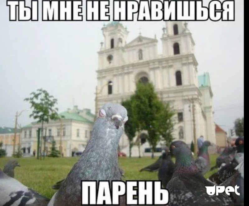 Восковица у голубя