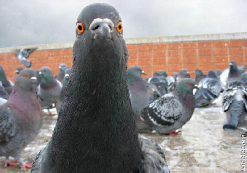 Голубь юмор