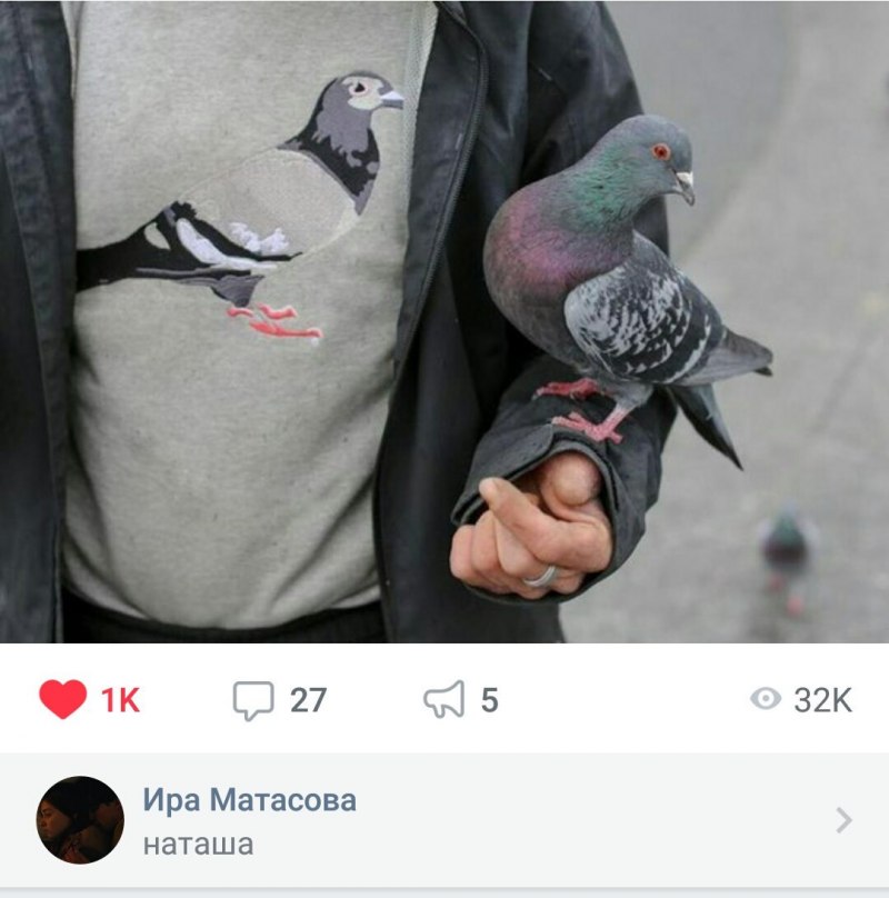 Смешной голубь