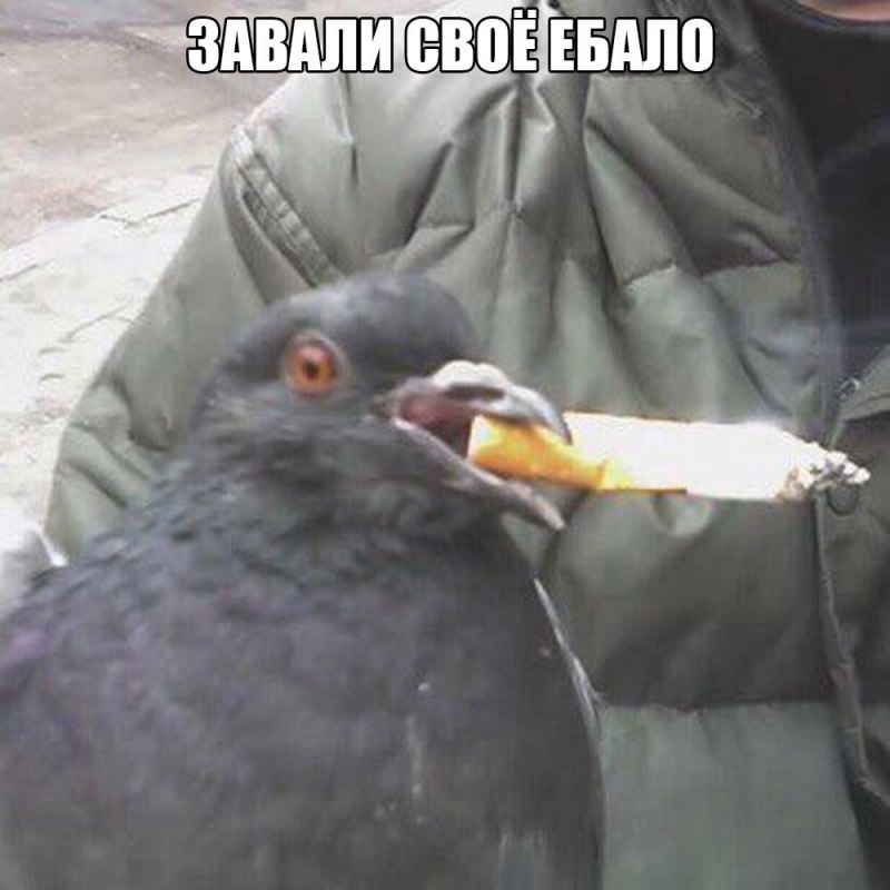 Тупой голубь