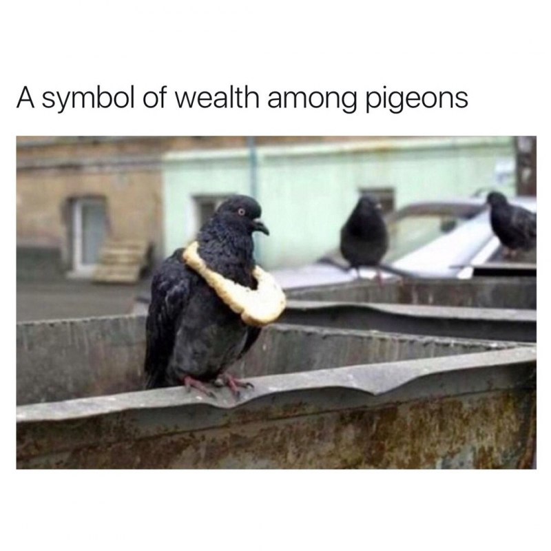 Голубь ест