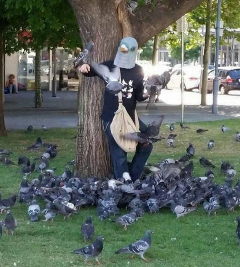 Голубь прикол