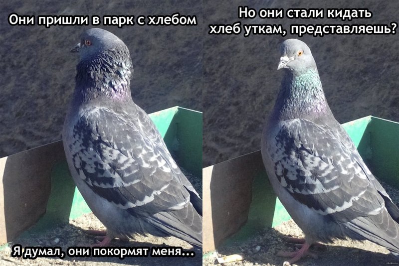 Голубь селфи