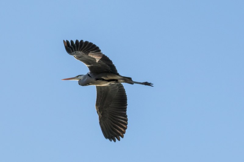 Isis Egret