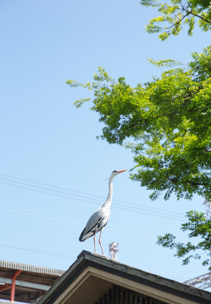 Kalavinka Bird