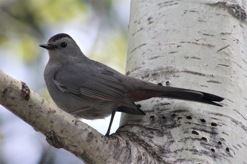 Lanius nubicus