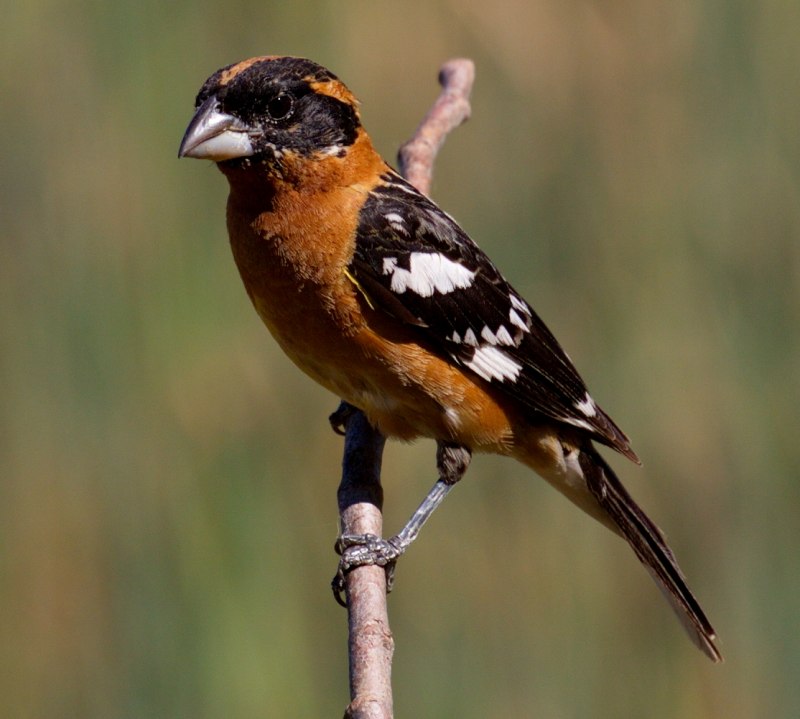 Белая трясогузка (Motacilla Alba)