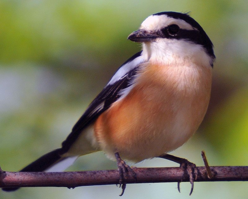 Tufted Titmouse