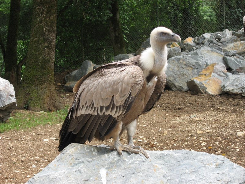 Gyps fulvus белоголовый СИП
