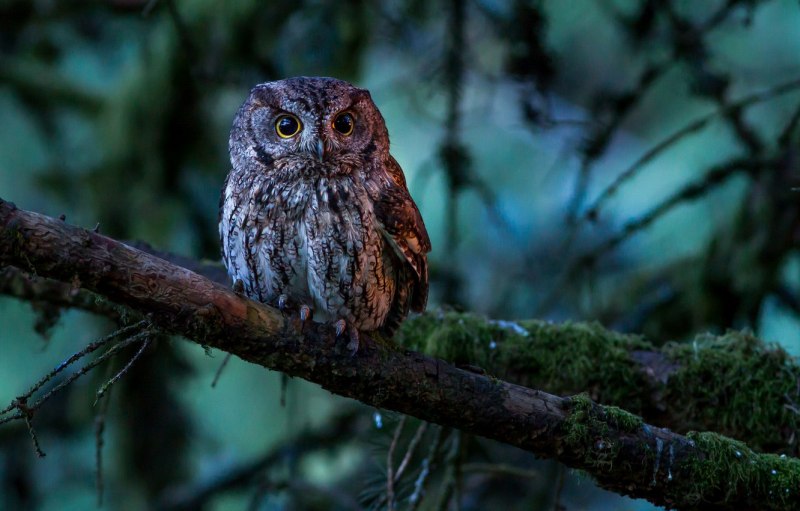 Сплюшка Otus SCOPS