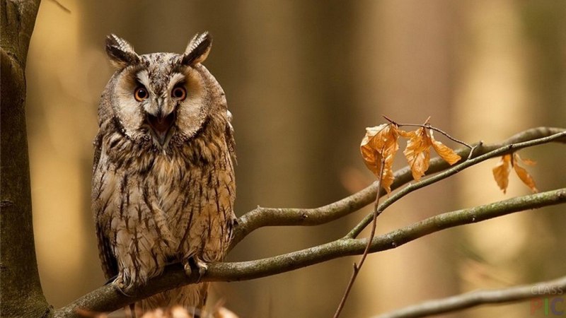 Мадагаскарская ушастая Сова / ASIO madagascariensis