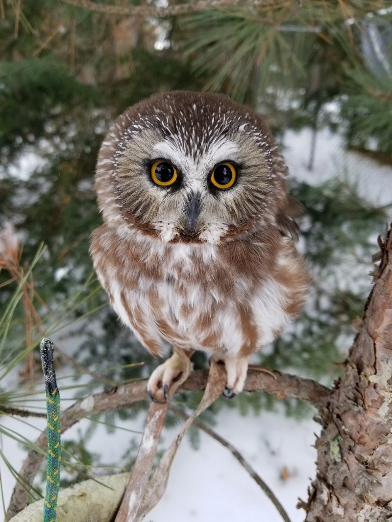 Aegolius acadicus