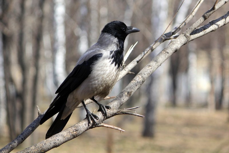 Серая ворона – Corvus cornix