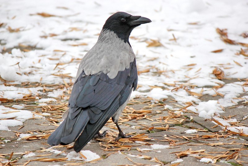Серая ворона – Corvus cornix
