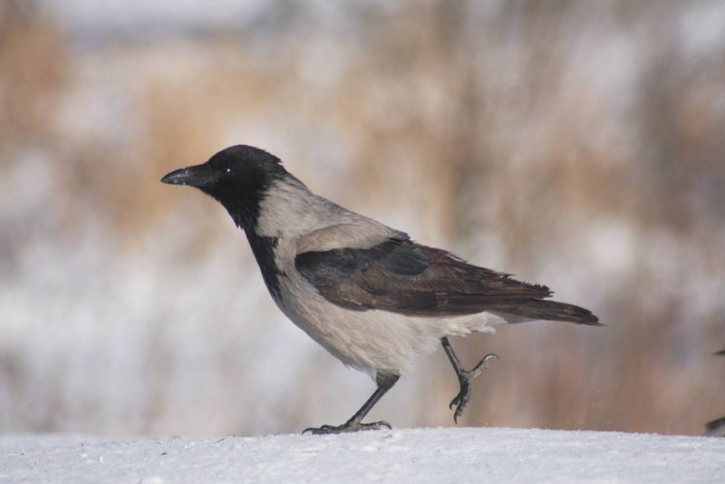 Серая ворона – Corvus cornix