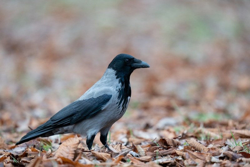 Серая ворона – Corvus cornix