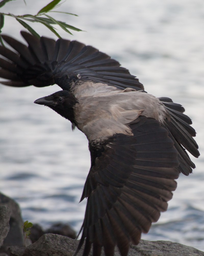 Corvus cornix