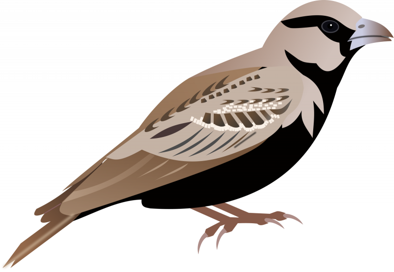 Воробей PNG