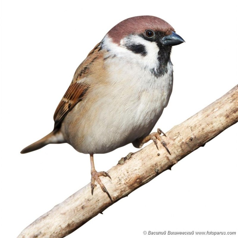 Passer montanus рисунок