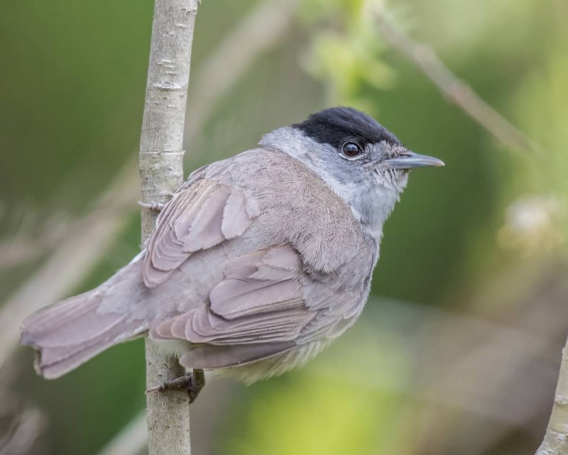 Sylvia atricapilla