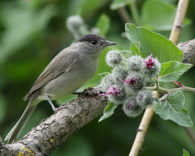 Sylvia atricapilla