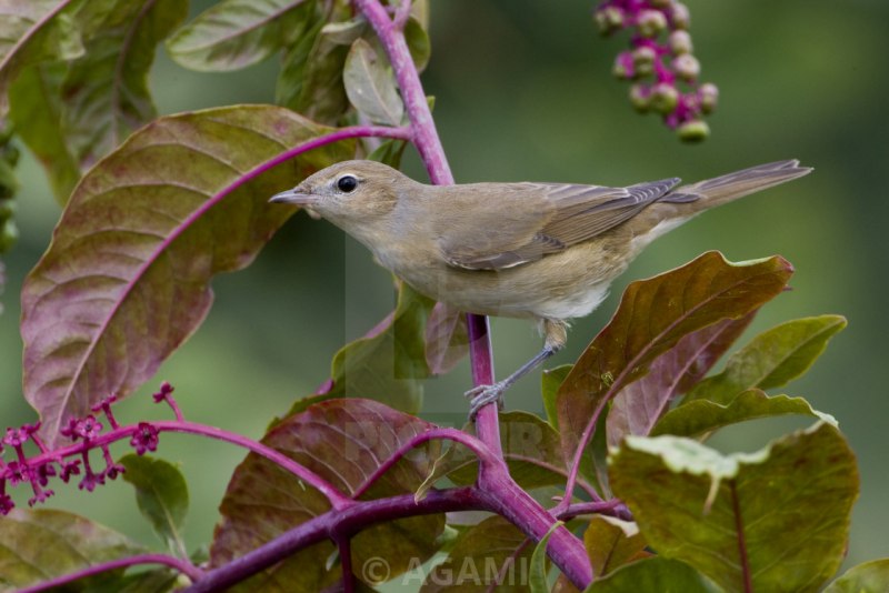 Blackcap Warbler Bird