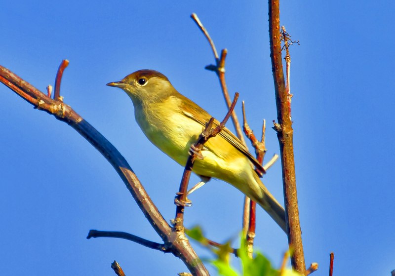 Sylvia atricapilla
